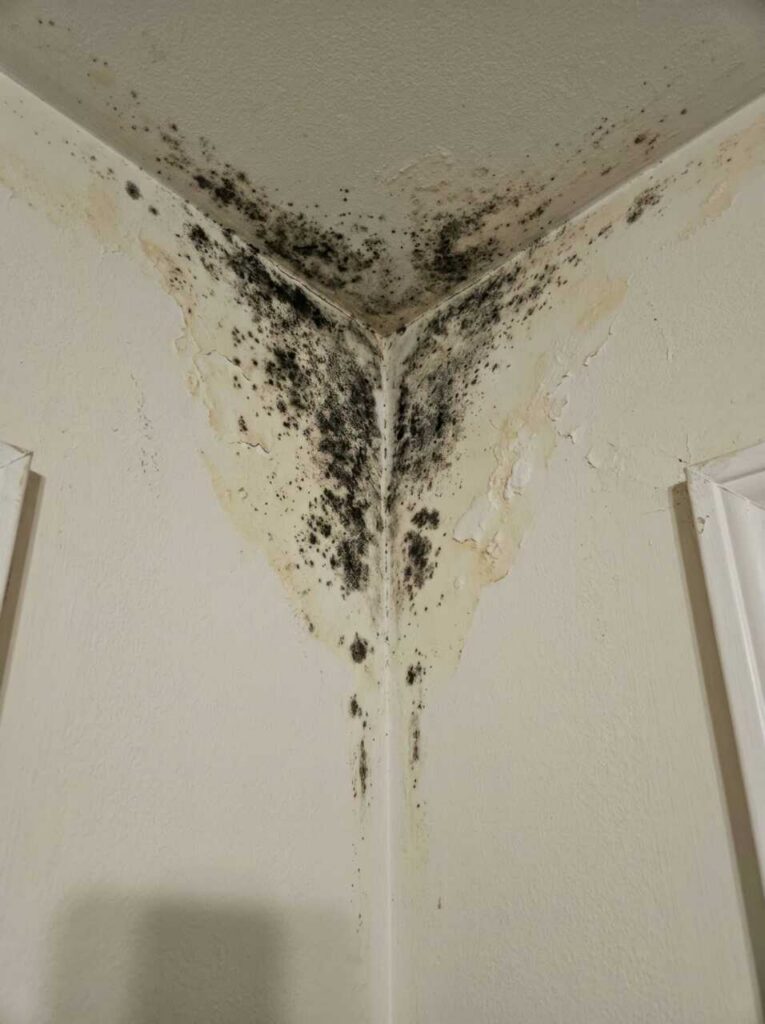 Black mold and water damage in a ceiling corner.