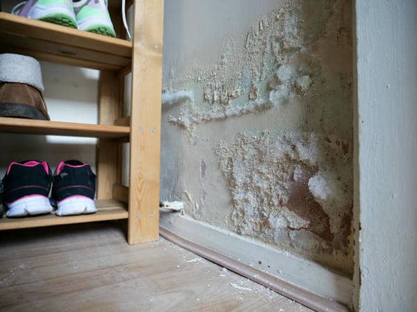 Top 5 Black Mold Removal Tips for Homeowners