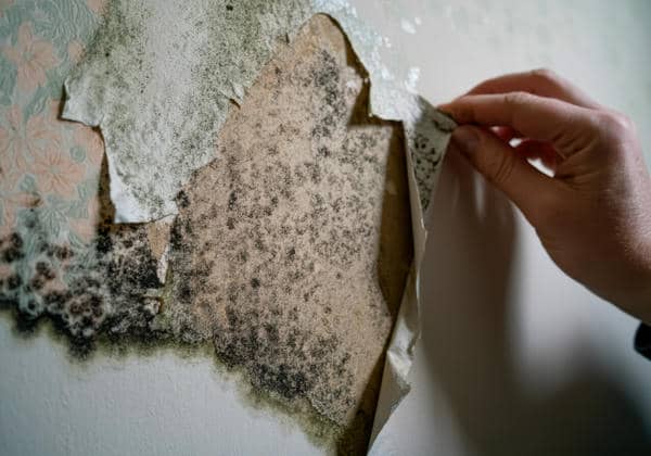 Top Black Fungi Removal Strategies for Homeowners