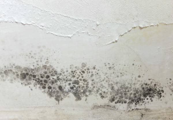 Top Strategies for Homeowners to Eliminate Black Mold