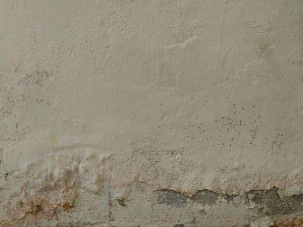 Top Tips for Preventing Mold Post-Water Damage