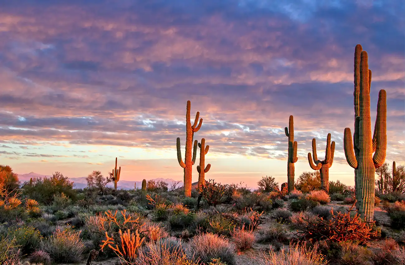 Saguaro cacti in a desert landscape under a colorful sunset sky.